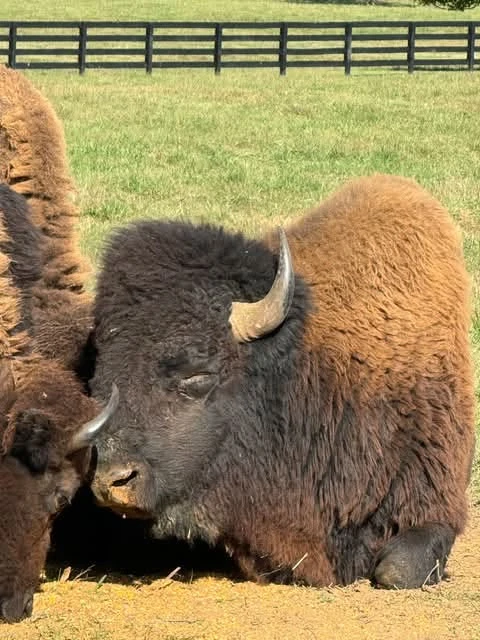Two bison resting on the grass at Vital Buffalo Farm