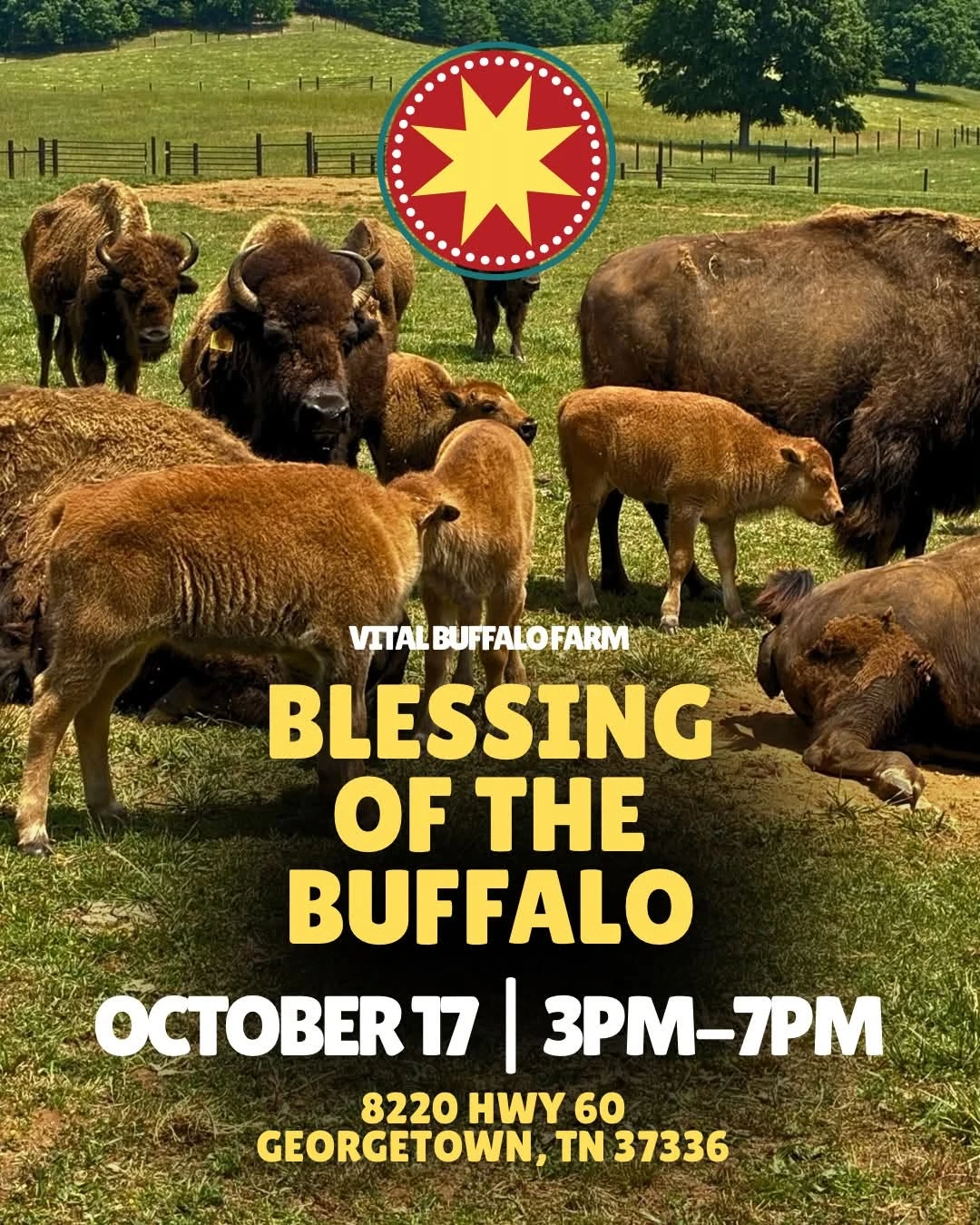 Buffalo calves with their herd at the farm