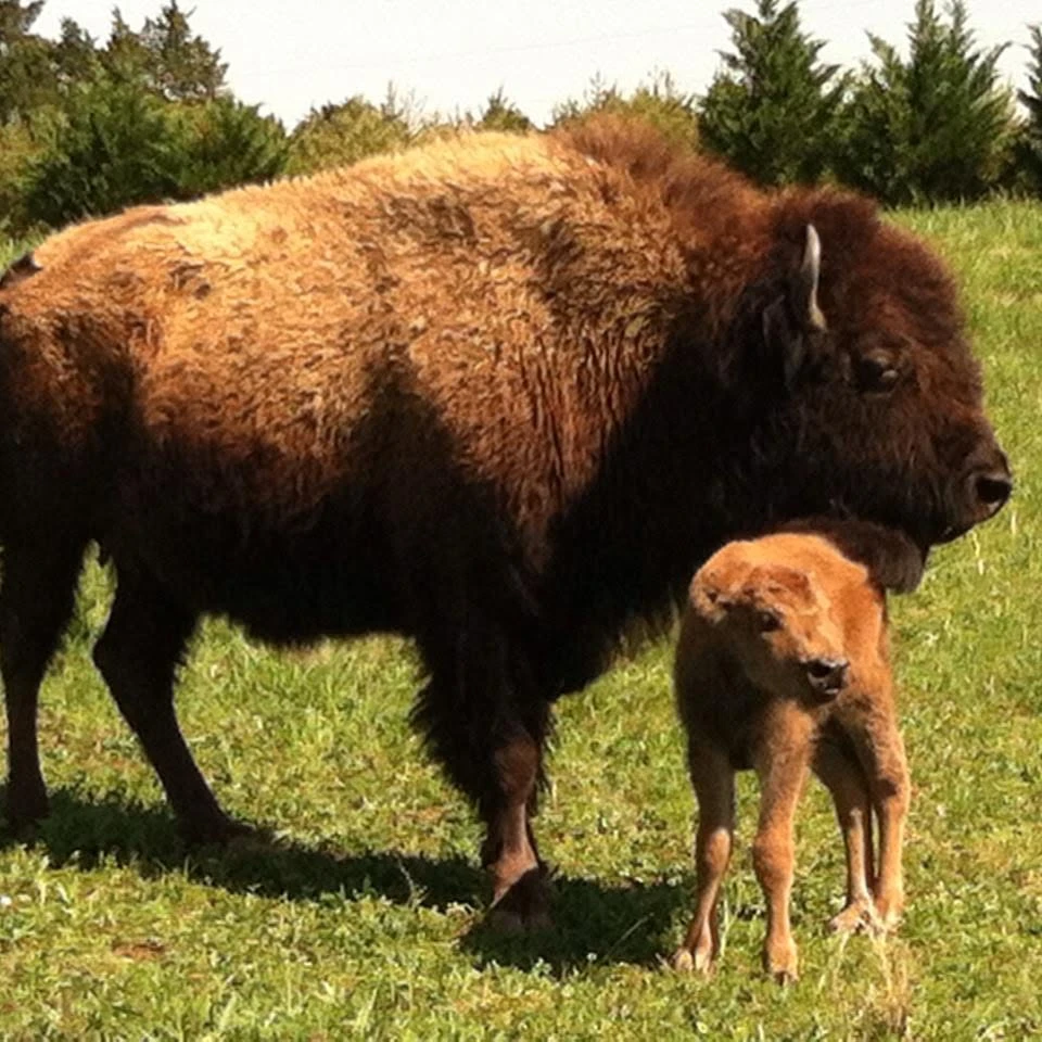 A bison cow standing over her newborn calf on green grass