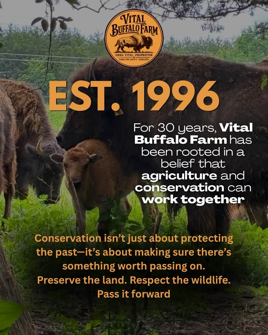 A bison cow and calf grazing
