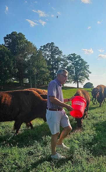 A man feeding bison from a red bucket on a green pasture
