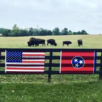 A US flag and a Tennessee flag on a fence, with bison grazing behind