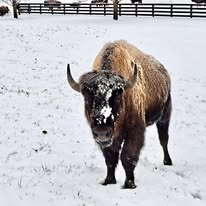 A bison standing in snow, frost on its face