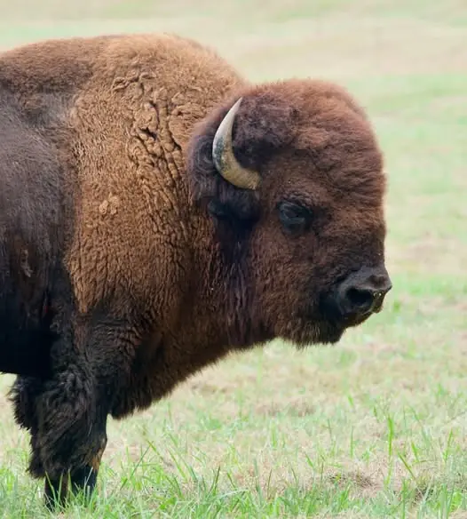 Geronimo, Vital Buffalo Farm's mascot