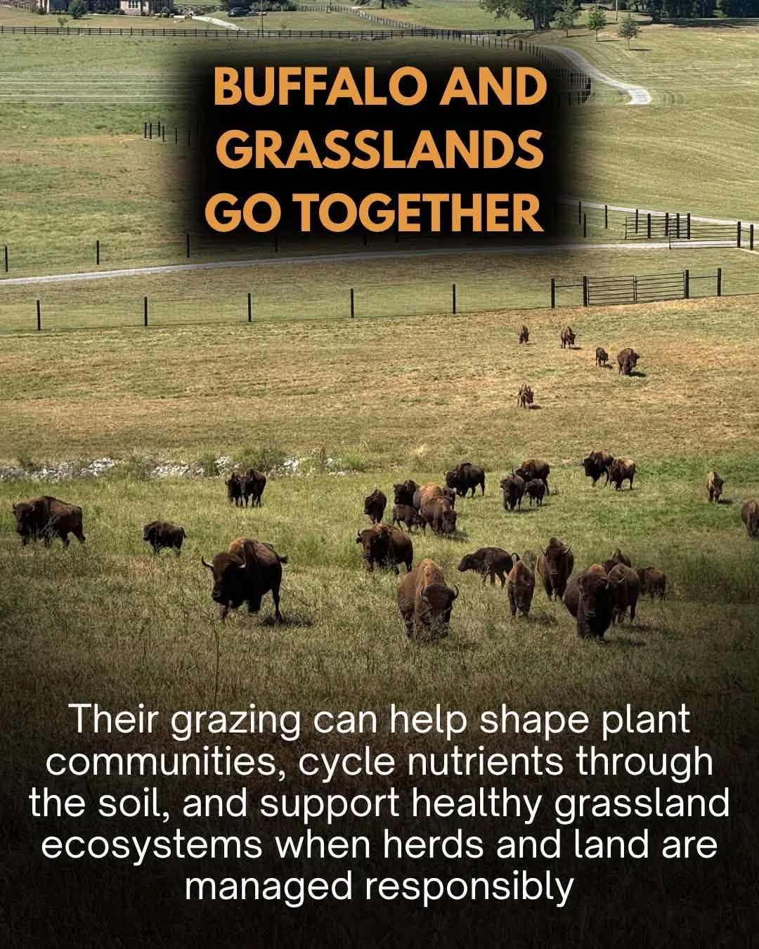 Bison grazing across rolling fenced grassland