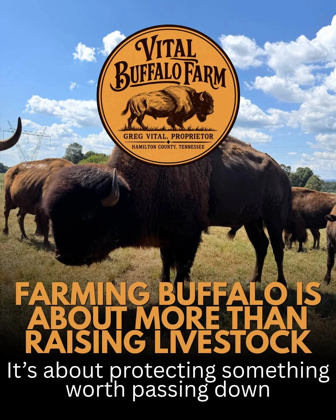 The farm's bison herd under the farm logo
