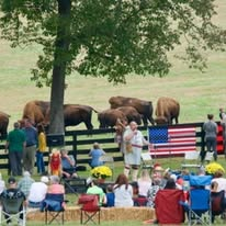 Guests in lawn chairs, the bison herd behind the fence, and a US flag