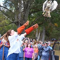 A bird of prey takes flight from a handler's gloved hands as a crowd watches