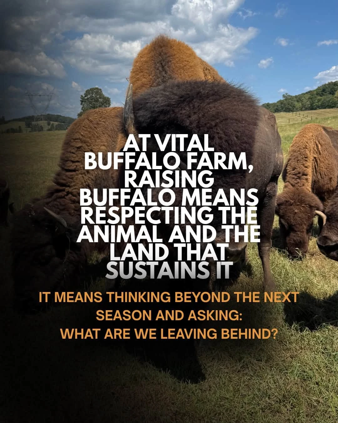 Bison grazing in a pasture